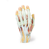 Hand | EZ-MP1530 | Sim & Skills Ltd