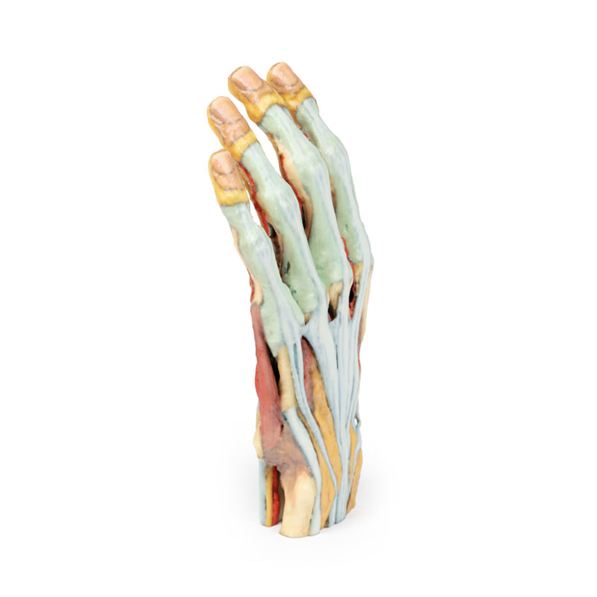 Hand | EZ-MP1530 | Sim & Skills Ltd