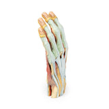 Hand | EZ-MP1530 | Sim & Skills Ltd