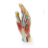 Hand | EZ-MP1530 | Sim & Skills Ltd
