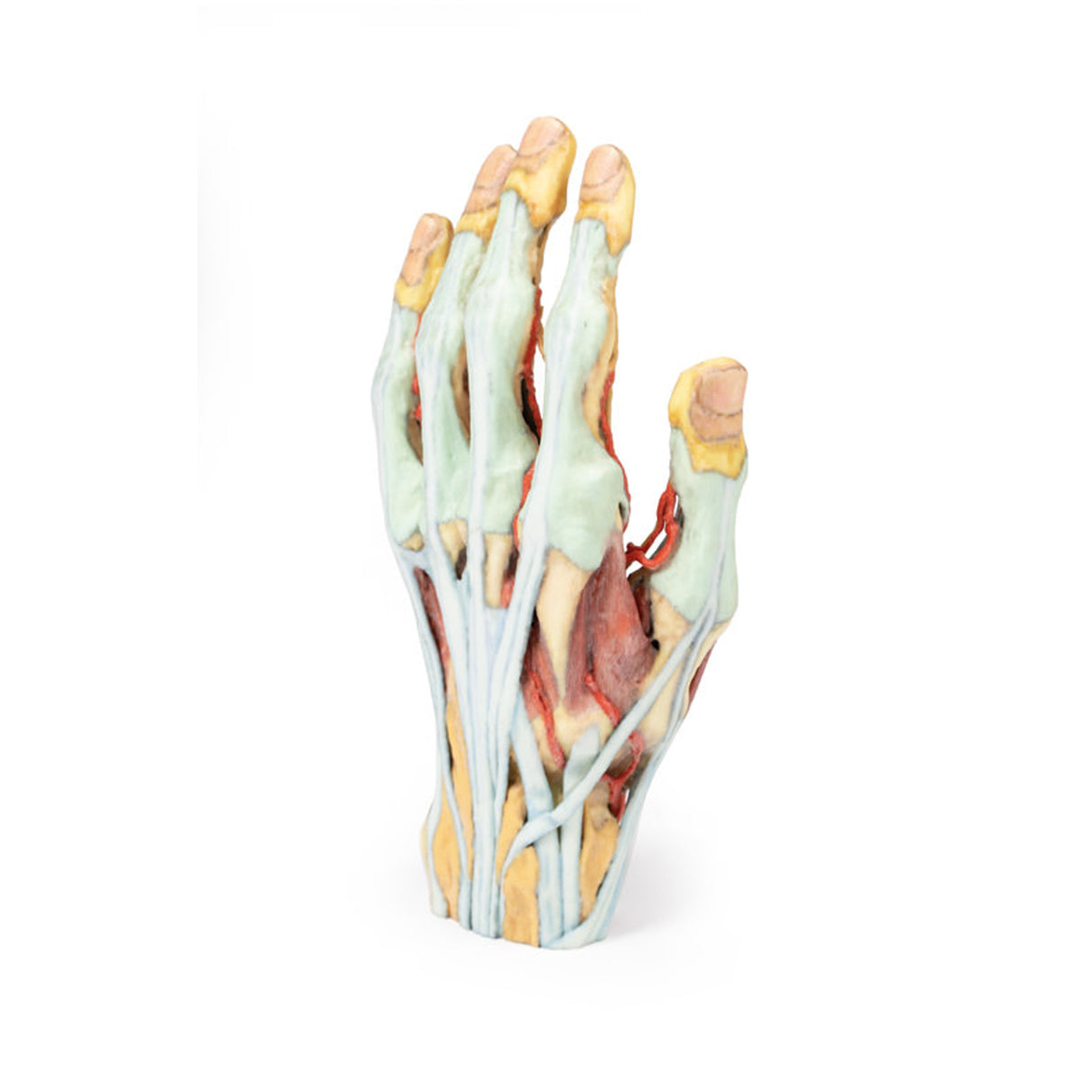 Hand | EZ-MP1530 | Sim & Skills Ltd