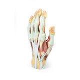 Hand | EZ-MP1530 | Sim & Skills Ltd