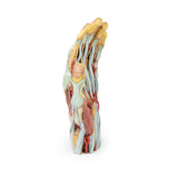 Hand | EZ-MP1530 | Sim & Skills Ltd