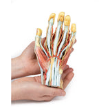 Hand | EZ-MP1530 | Sim & Skills Ltd