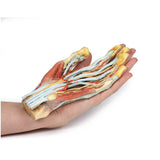 Hand | EZ-MP1530 | Sim & Skills Ltd