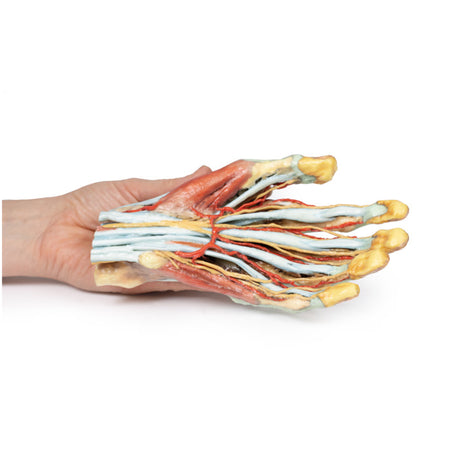 Hand | EZ-MP1530 | Sim & Skills Ltd