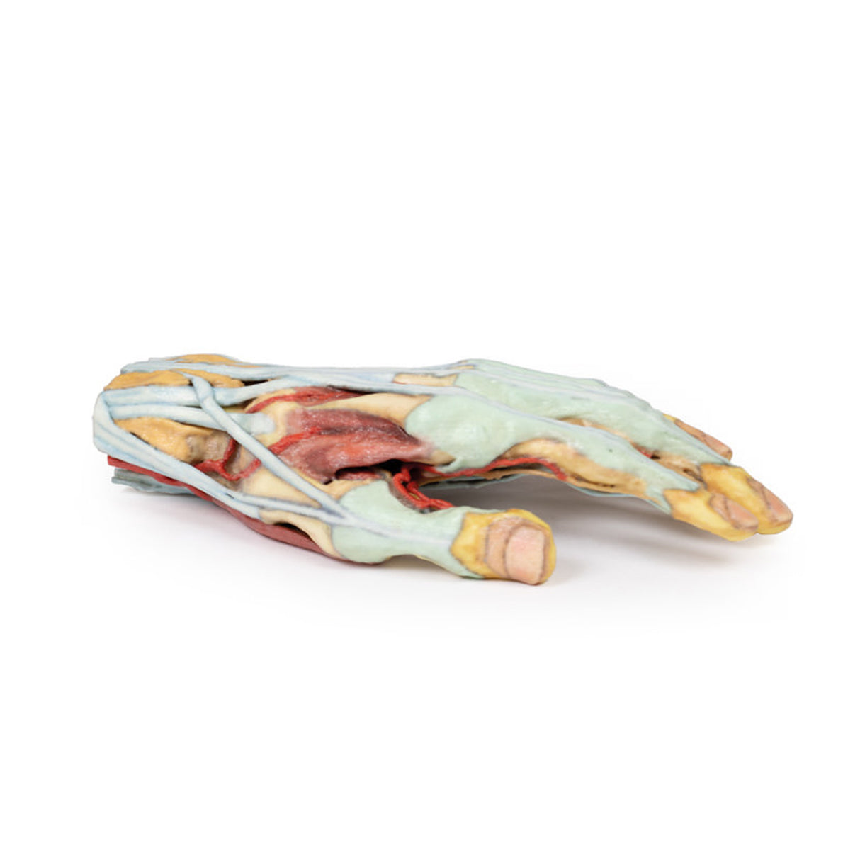 Hand | EZ-MP1530 | Sim & Skills Ltd
