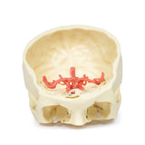 Circle of Willis | EZ-MP1600 | Sim & Skills Ltd