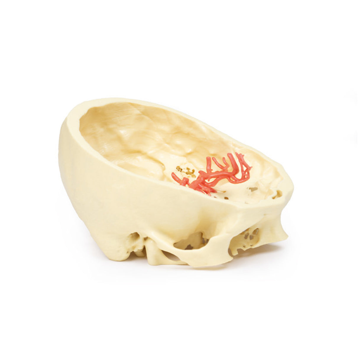 Circle of Willis | EZ-MP1600 | Sim & Skills Ltd