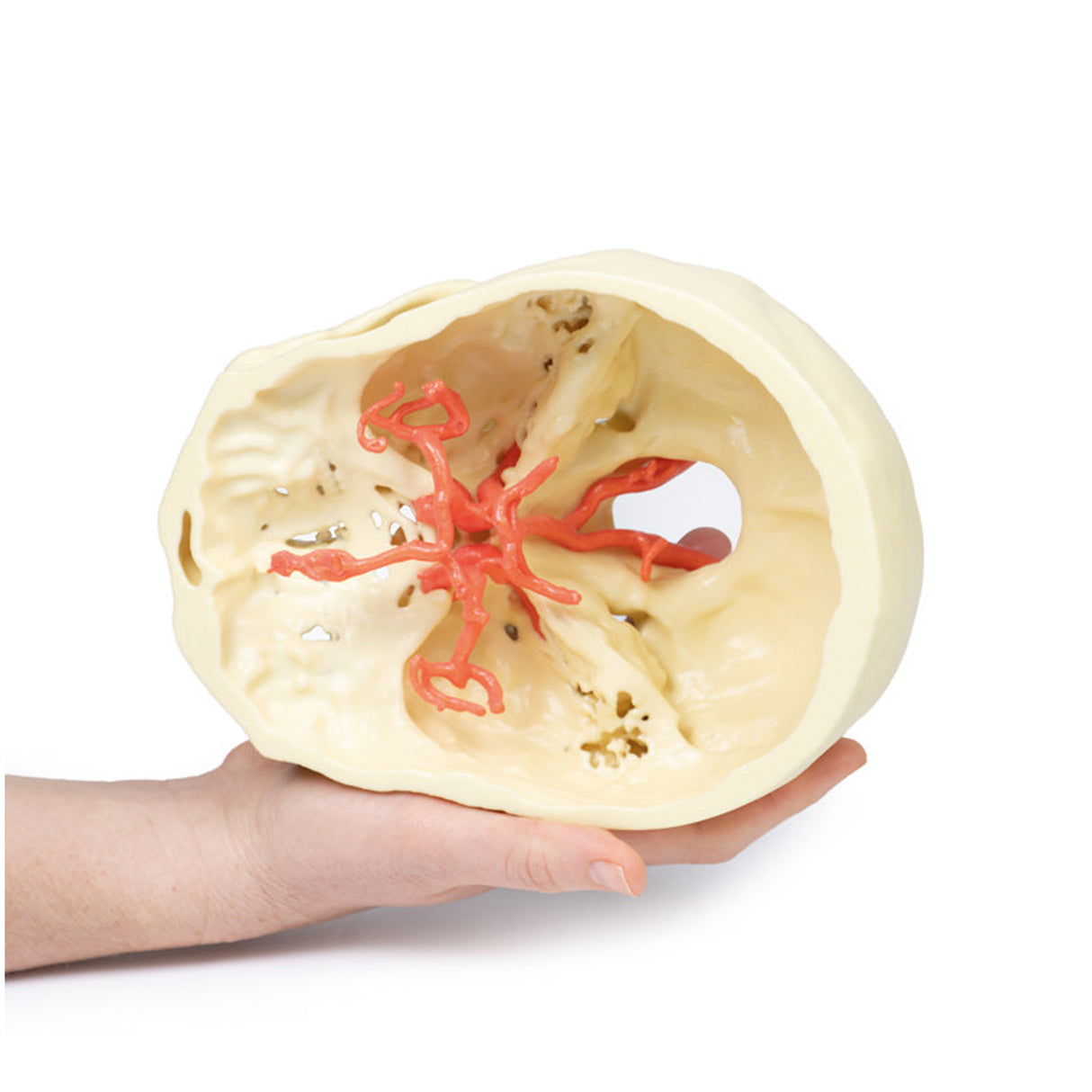 Circle of Willis | EZ-MP1600 | Sim & Skills Ltd