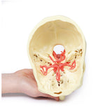 Circle of Willis | EZ-MP1600 | Sim & Skills Ltd