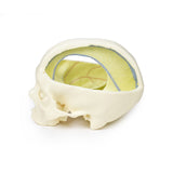 Dural Skull | EZ-MP1610 | Sim & Skills Ltd