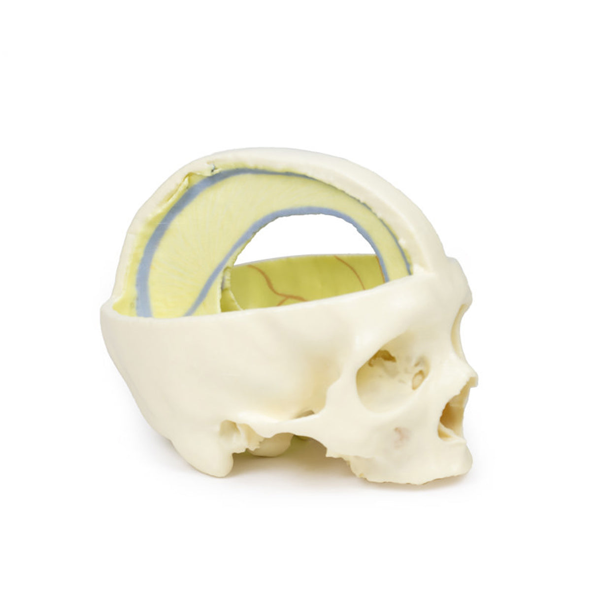 Dural Skull | EZ-MP1610 | Sim & Skills Ltd