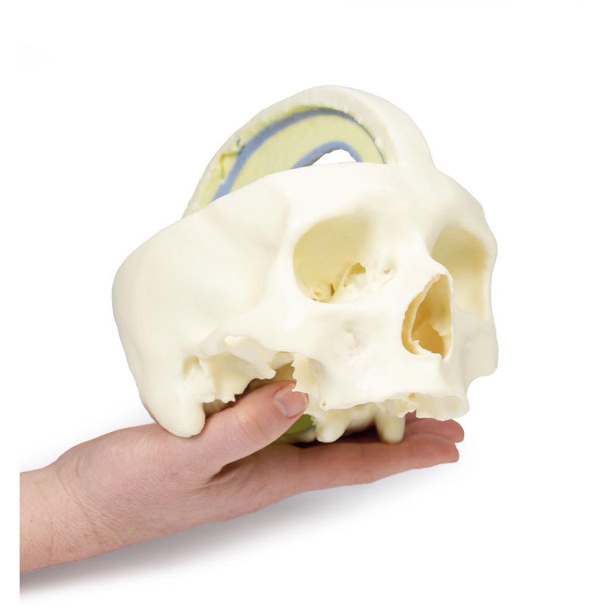 Dural Skull | EZ-MP1610 | Sim & Skills Ltd