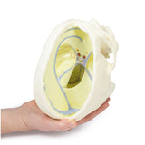 Dural Skull | EZ-MP1610 | Sim & Skills Ltd