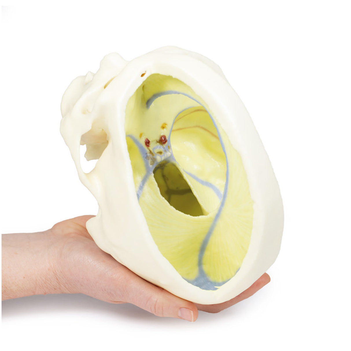 Dural Skull | EZ-MP1610 | Sim & Skills Ltd