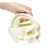 Dural Skull | EZ-MP1610 | Sim & Skills Ltd