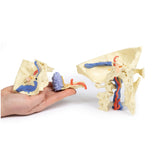 Temporal Bone Model, Set of 3 | EZ-MP1620 | Sim & Skills Ltd