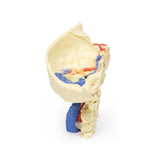 Temporal Bone Model, Set of 3 | EZ-MP1620 | Sim & Skills Ltd
