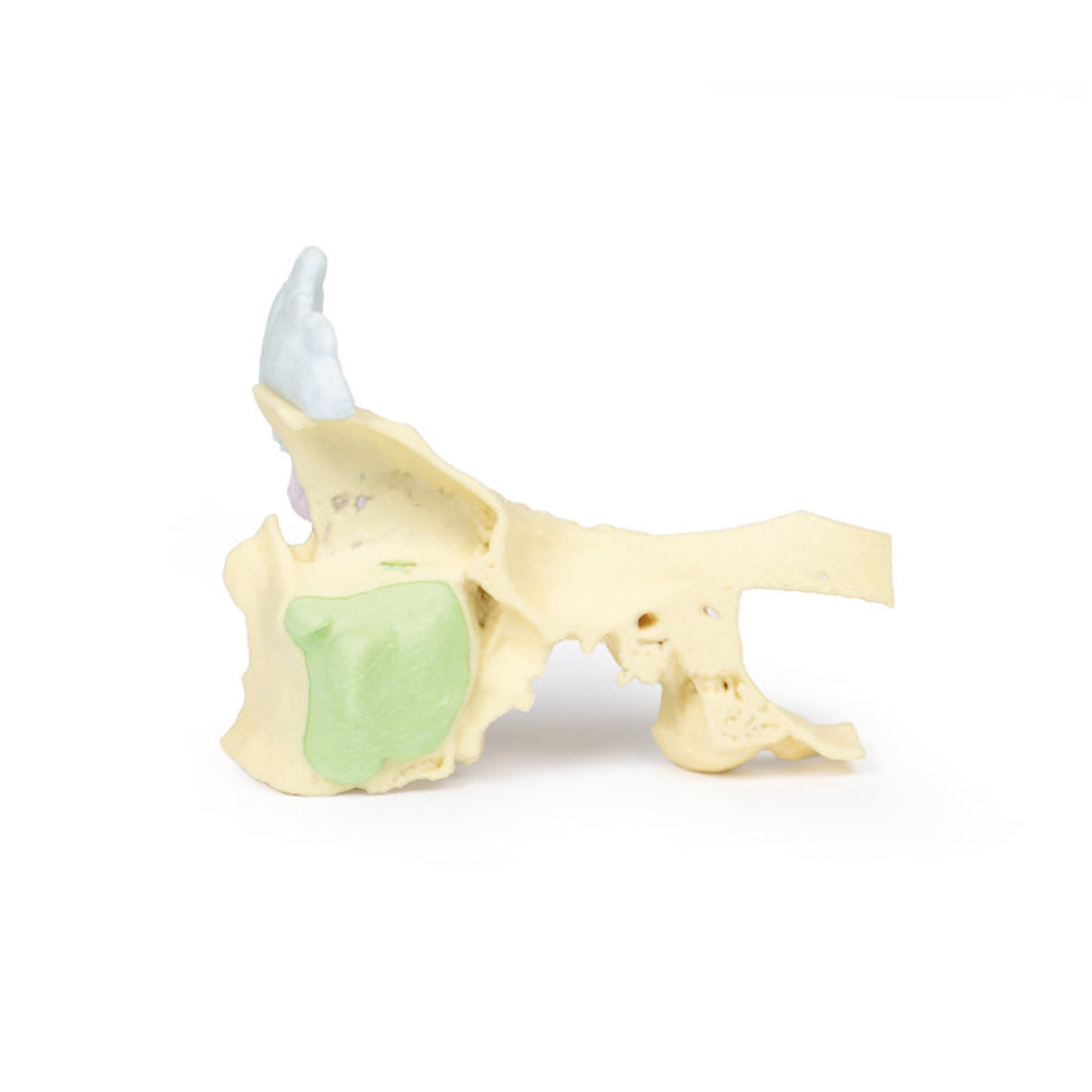 Paranasal Sinus model | EZ-MP1630 | Sim & Skills Ltd