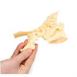 Paranasal Sinus model | EZ-MP1630 | Sim & Skills Ltd