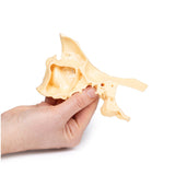 Paranasal Sinus model | EZ-MP1630 | Sim & Skills Ltd