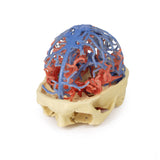 3D Printed Anatomy - Arterial and Venous Circulation | EZ-MP1640 | Sim & Skills Ltd