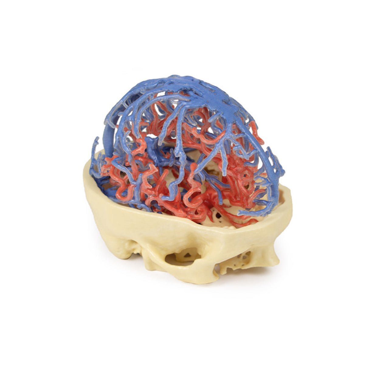 3D Printed Anatomy - Arterial and Venous Circulation | EZ-MP1640 | Sim & Skills Ltd