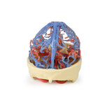 3D Printed Anatomy - Arterial and Venous Circulation | EZ-MP1640 | Sim & Skills Ltd