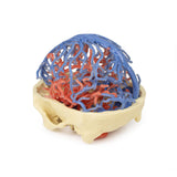 3D Printed Anatomy - Arterial and Venous Circulation | EZ-MP1640 | Sim & Skills Ltd
