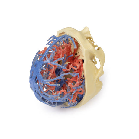 3D Printed Anatomy - Arterial and Venous Circulation | EZ-MP1640 | Sim & Skills Ltd