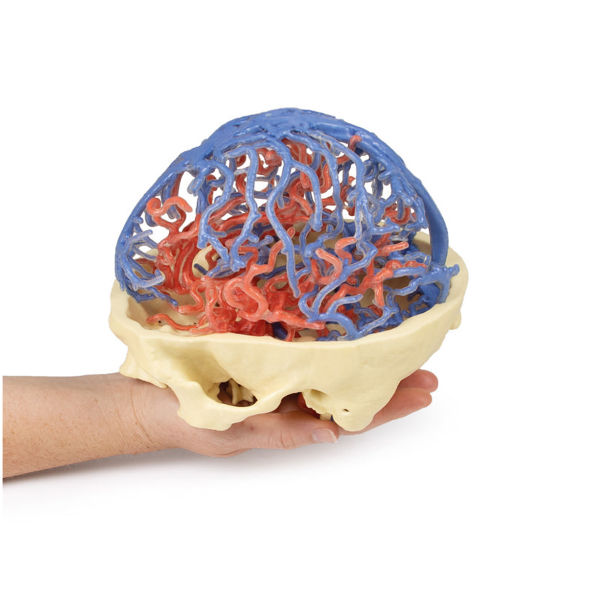 3D Printed Anatomy - Arterial and Venous Circulation | EZ-MP1640 | Sim & Skills Ltd