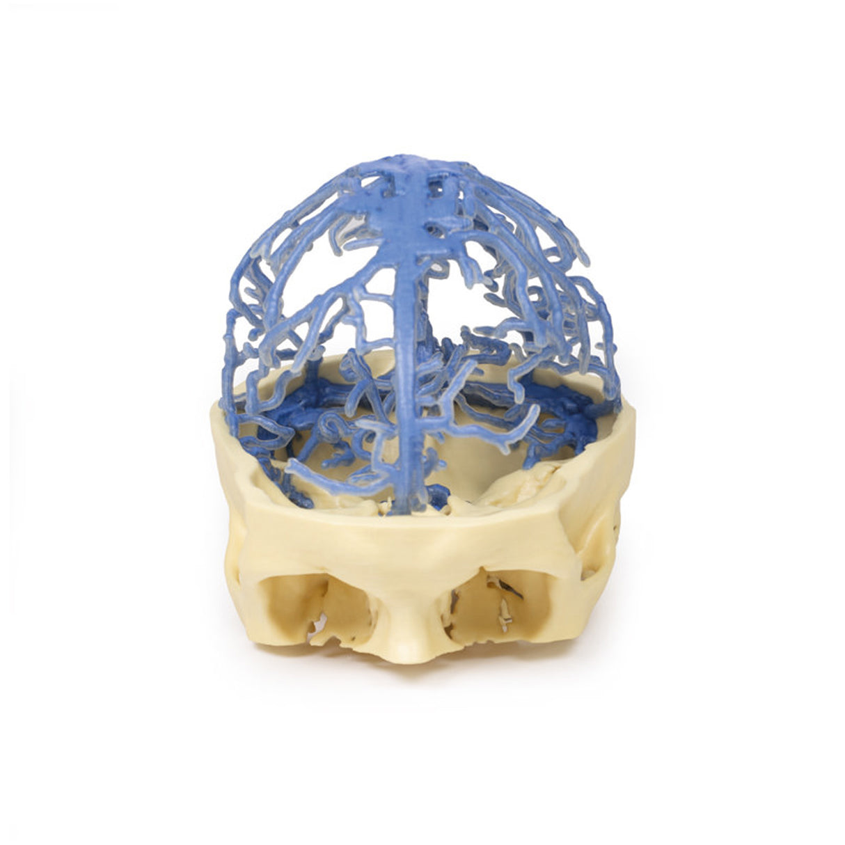 3D Printed Anatomy - Venous Circulation | EZ-MP1645 | Sim & Skills Ltd