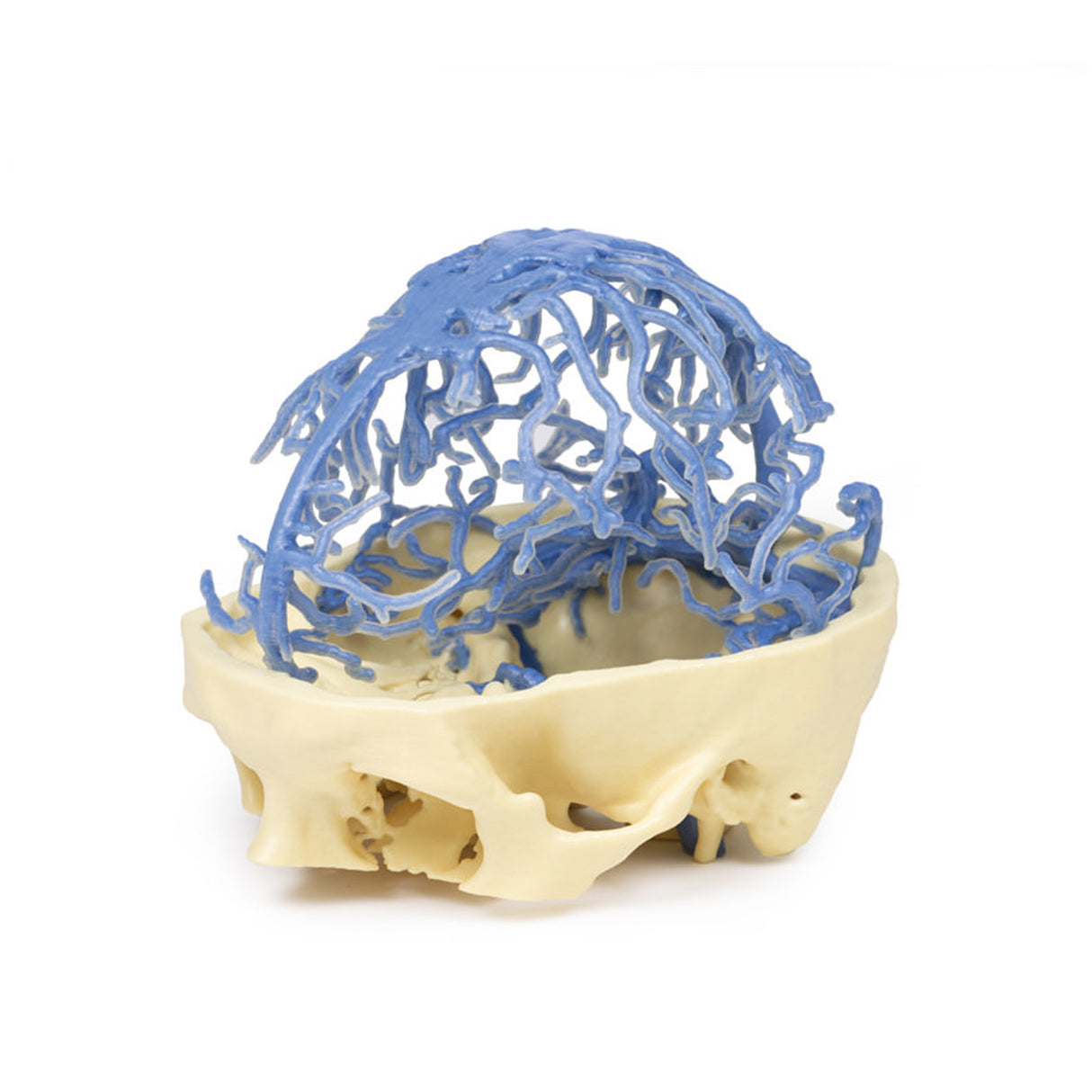 3D Printed Anatomy - Venous Circulation | EZ-MP1645 | Sim & Skills Ltd