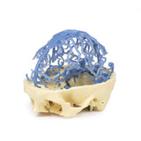 3D Printed Anatomy - Venous Circulation | EZ-MP1645 | Sim & Skills Ltd
