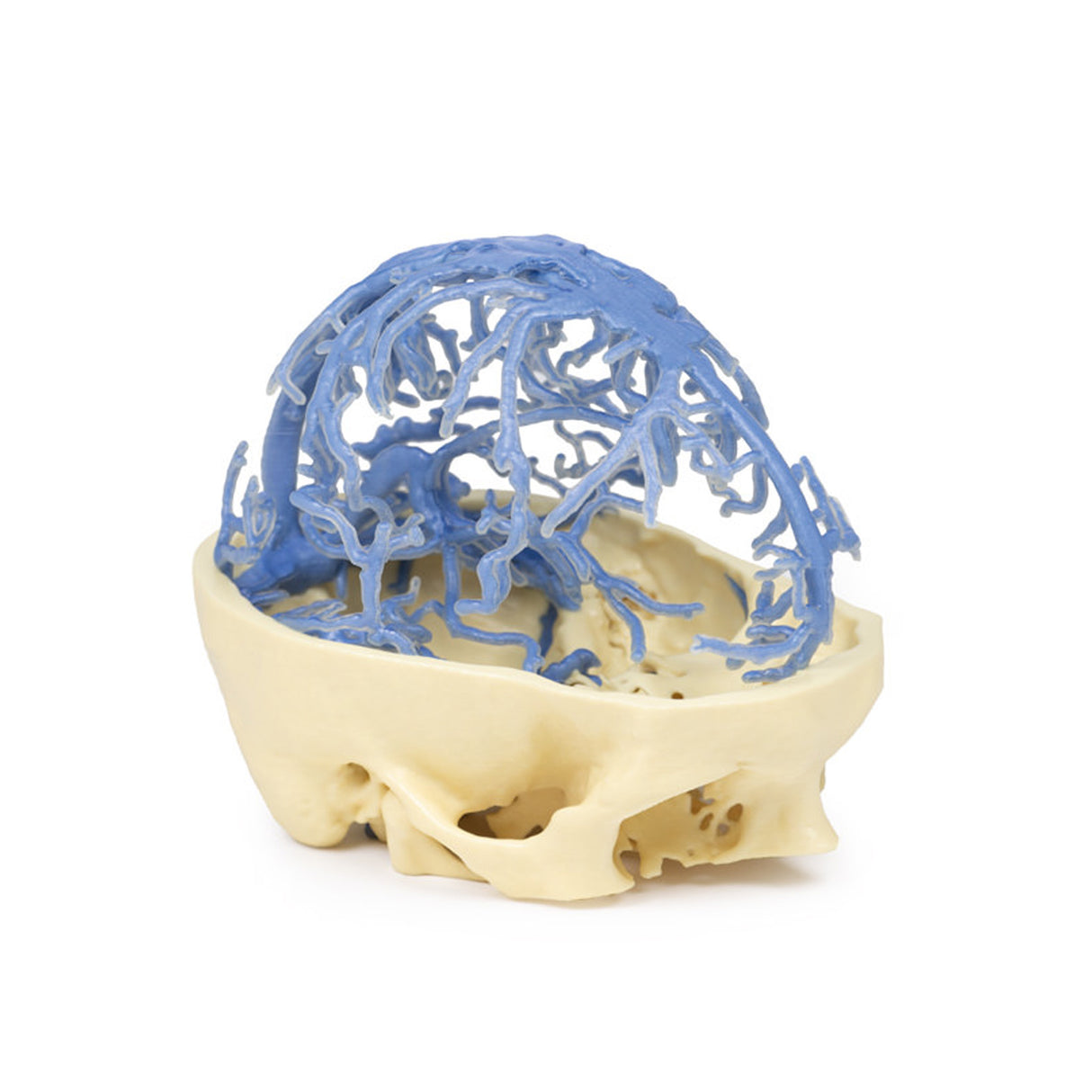 3D Printed Anatomy - Venous Circulation | EZ-MP1645 | Sim & Skills Ltd