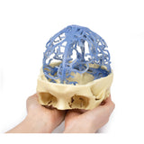 3D Printed Anatomy - Venous Circulation | EZ-MP1645 | Sim & Skills Ltd