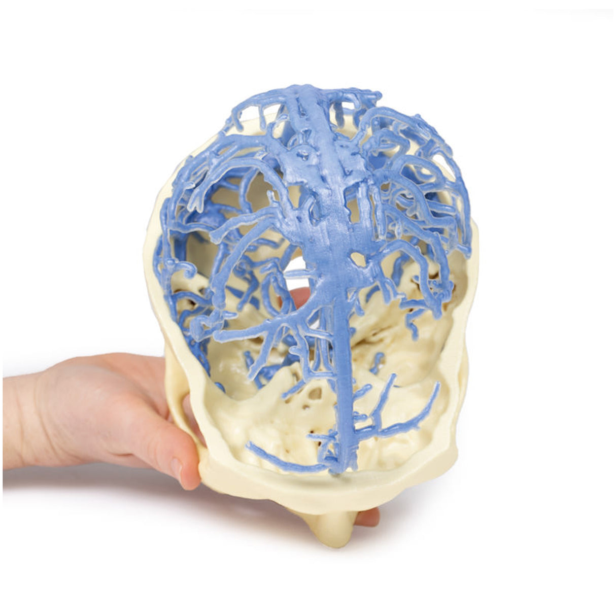 3D Printed Anatomy - Venous Circulation | EZ-MP1645 | Sim & Skills Ltd