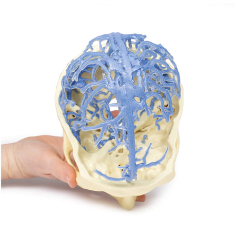 3D Printed Anatomy - Venous Circulation | EZ-MP1645 | Sim & Skills Ltd