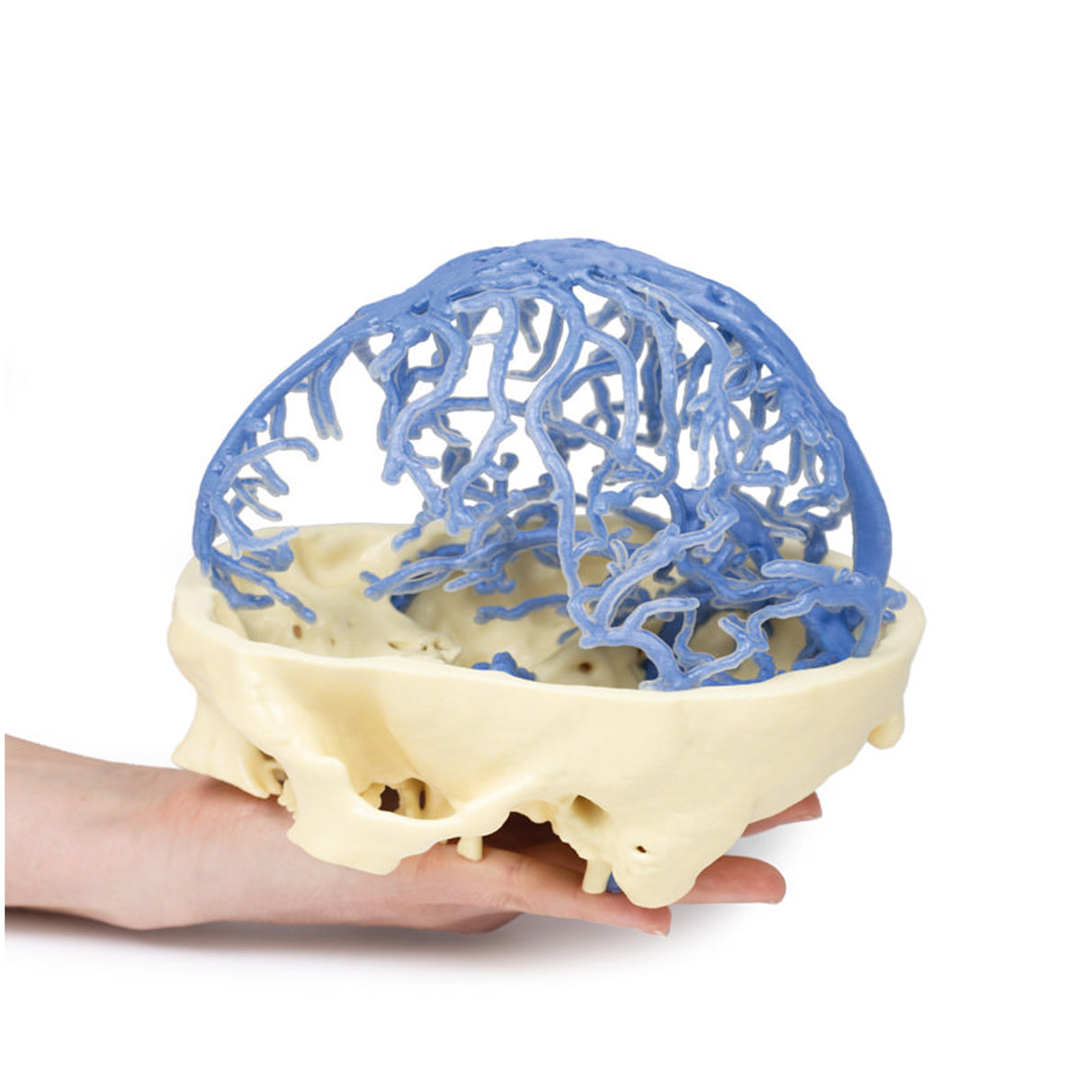 3D Printed Anatomy - Venous Circulation | EZ-MP1645 | Sim & Skills Ltd