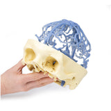 3D Printed Anatomy - Venous Circulation | EZ-MP1645 | Sim & Skills Ltd