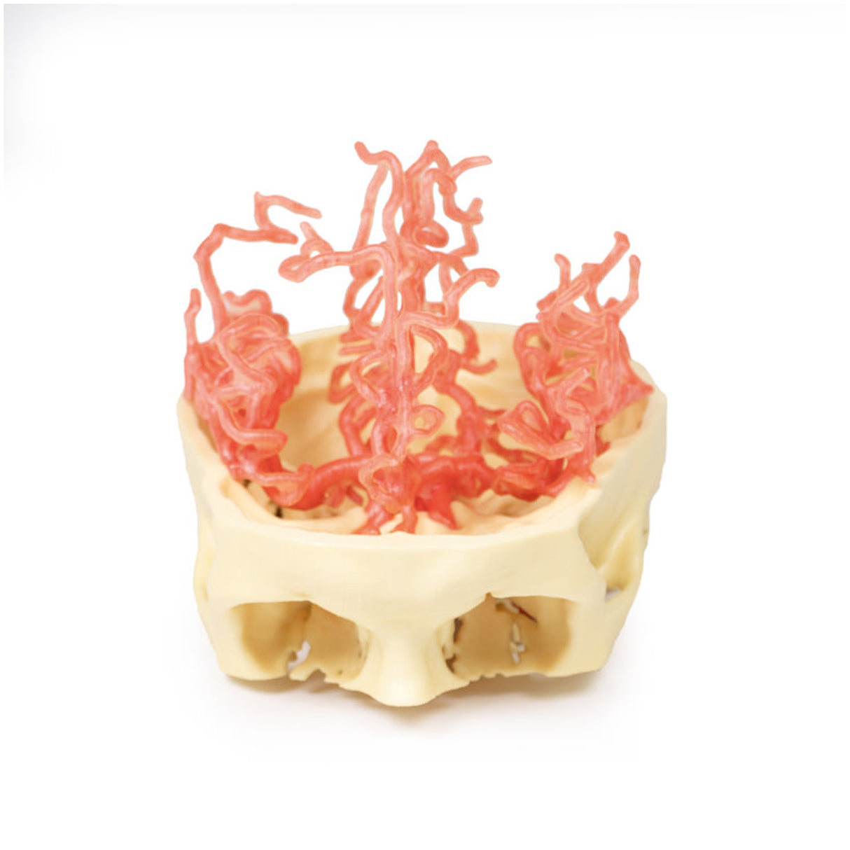 3D Printed Anatomy - Arterial Circulation | EZ-MP1650 |x Sim & Skills Ltd