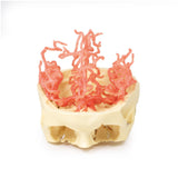 3D Printed Anatomy - Arterial Circulation | EZ-MP1650 |x Sim & Skills Ltd