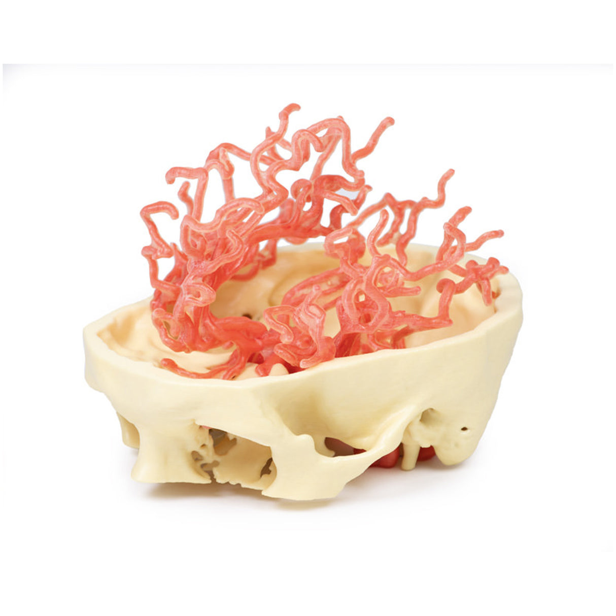 3D Printed Anatomy - Arterial Circulation | EZ-MP1650 |x Sim & Skills Ltd