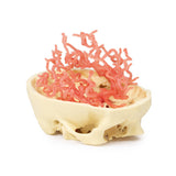 3D Printed Anatomy - Arterial Circulation | EZ-MP1650 |x Sim & Skills Ltd