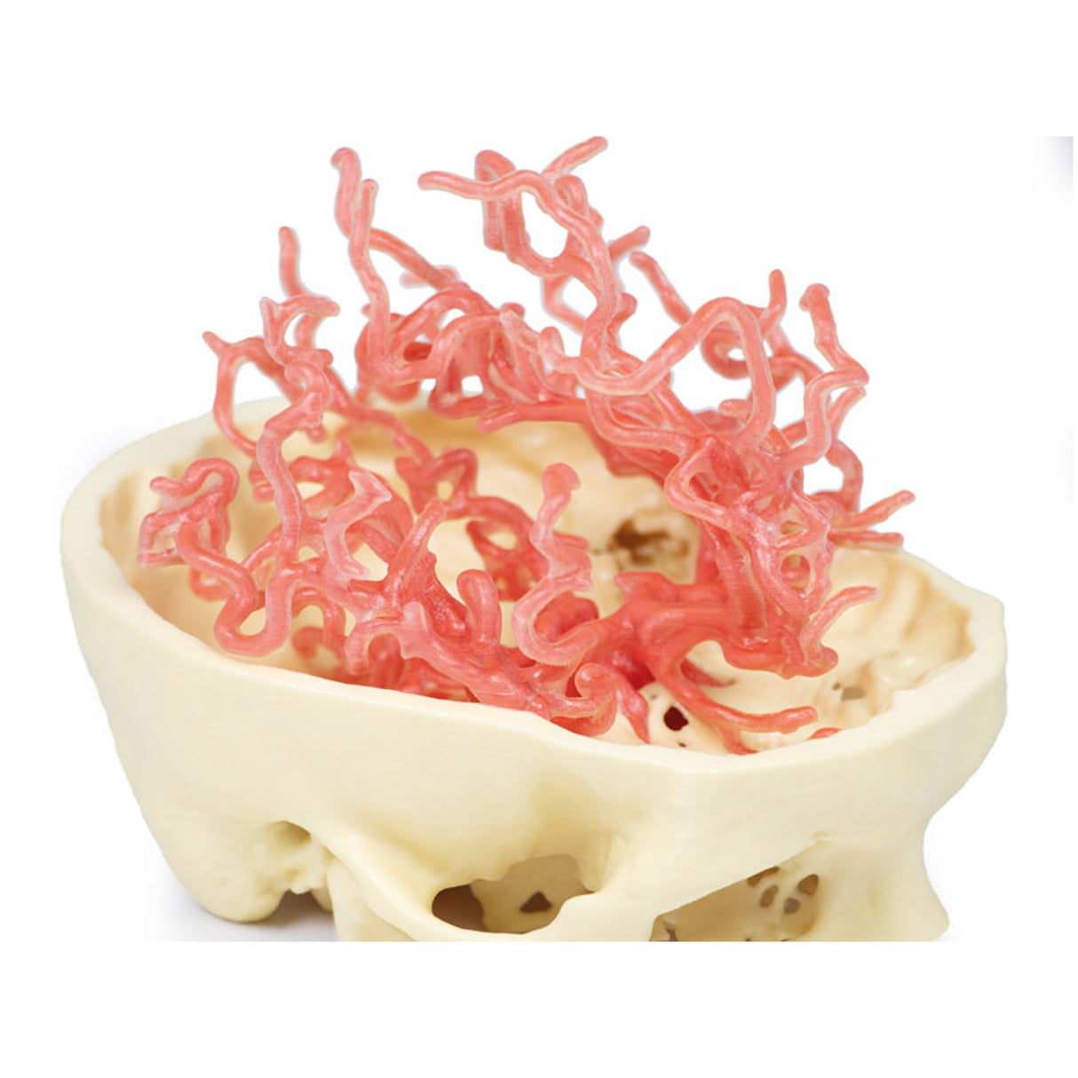 3D Printed Anatomy - Arterial Circulation | EZ-MP1650 |x Sim & Skills Ltd