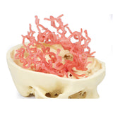 3D Printed Anatomy - Arterial Circulation | EZ-MP1650 |x Sim & Skills Ltd