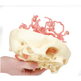 3D Printed Anatomy - Arterial Circulation | EZ-MP1650 |x Sim & Skills Ltd