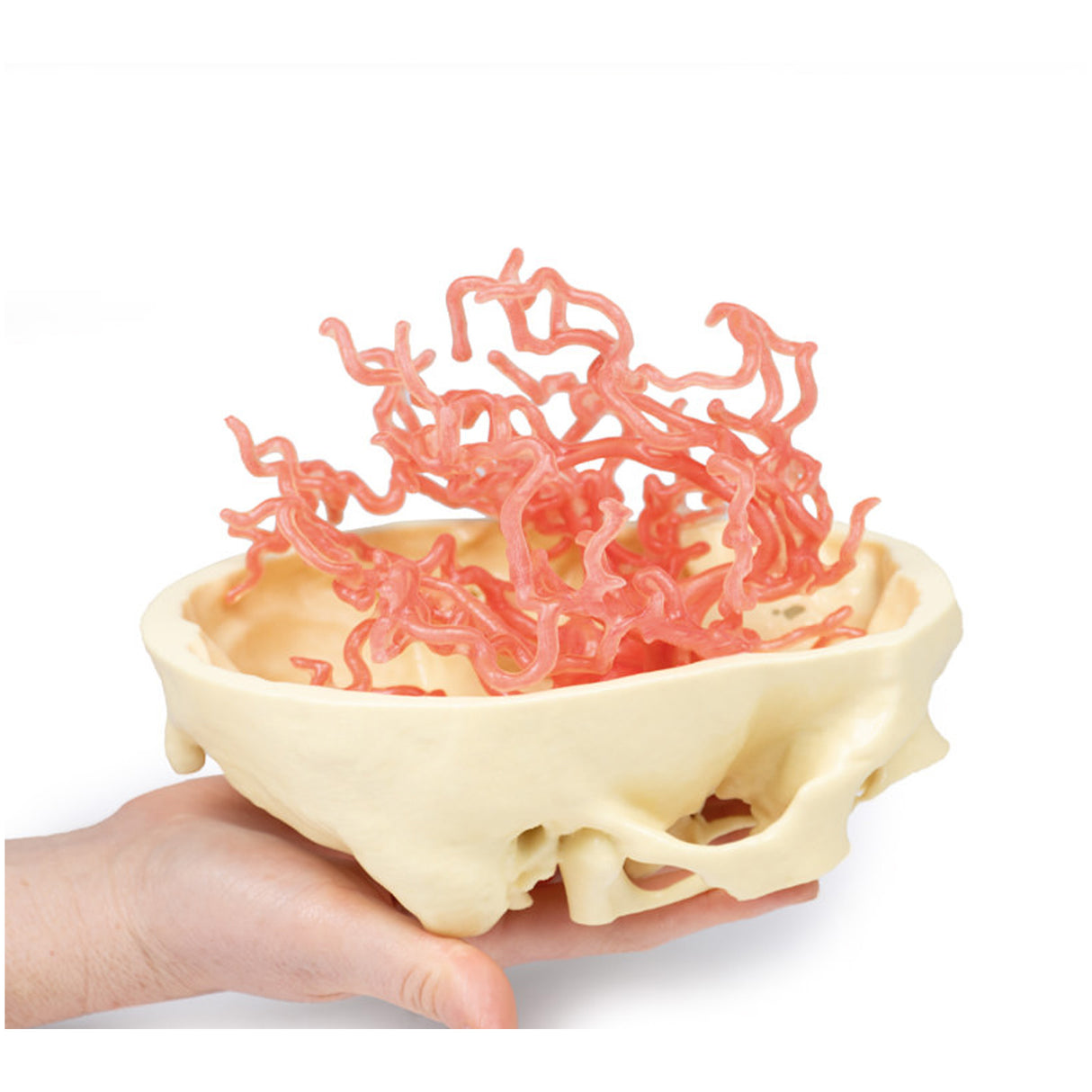 3D Printed Anatomy - Arterial Circulation | EZ-MP1650 |x Sim & Skills Ltd
