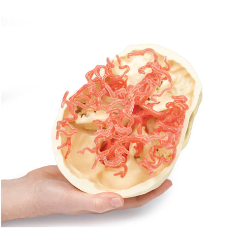 3D Printed Anatomy - Arterial Circulation | EZ-MP1650 |x Sim & Skills Ltd
